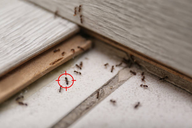 Professional Pest Control in Sioux City, IA